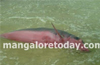 Mangaluru : Locals rescue washed-up dolphin on Hosabettu beach